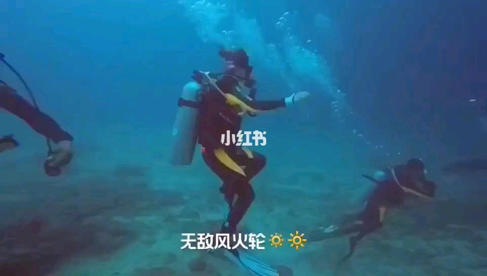 让动物飞一会